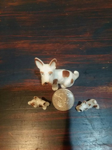 Miniature jack russell - miniature,