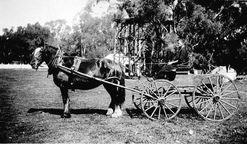 Horse wagon barooga new - horse, &