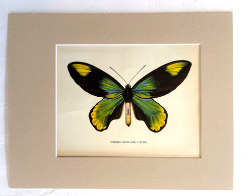 Vintage 1965 butterfly print - vintage,