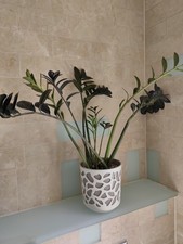 ZZ Raven And ZZ Houseplant Inc