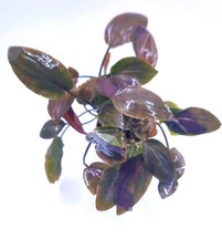 Lagenandra meeboldii( Super