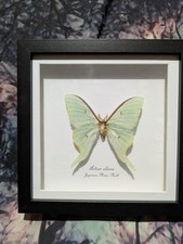 Japanese Moon Moth  (Actias