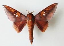 Adelowalkeria Plateada Unique