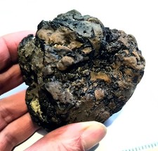 Rare Sauropod Dinosaur Partial