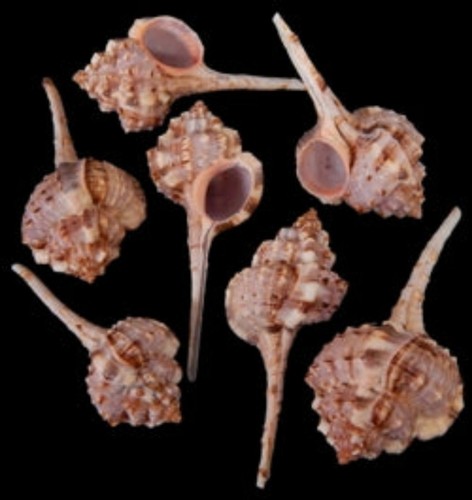 Assorted haustellum murex - haustellum,