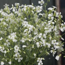 SOAPWORT White  BEAUTY  Saponaria vaccaria  - CUTTING FLOWER Wildflower bluk