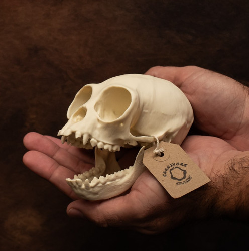 Monkey skull replica gibbon - monkey,