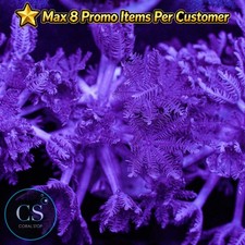 CS Pulsing Xenia - WYSIWYG