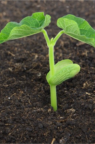 Dwarf french beans kinghorn - dwarf,