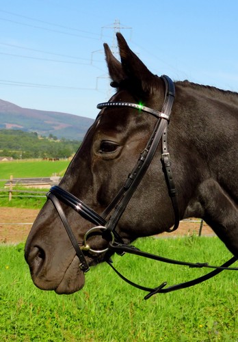 Stubben 2300 leitrim - leitrim, slim
