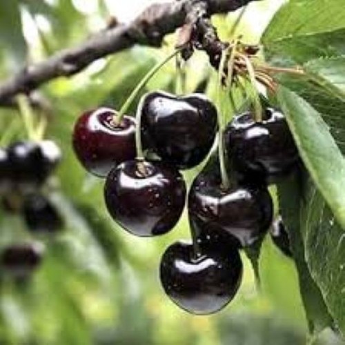 Black cherry seeds - x,