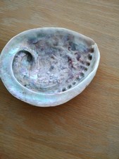 Abalone Paua Shell 17cm X 13cm