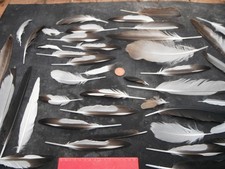 job lot of beach combing