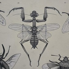 Ootheca Collection –