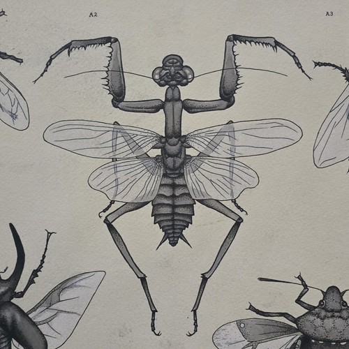 Ootheca collection - ootheca,