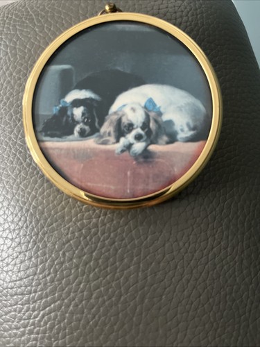 King charles spaniel edwin - spaniel,