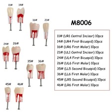 Dental Endo Root Canal Teeth Model Study RCT Practice Typodont Model 10Pcs