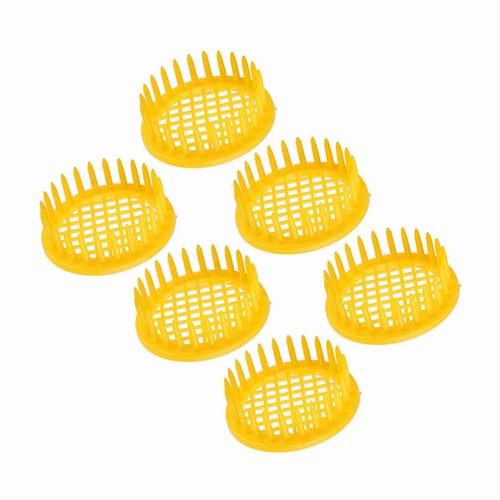 Pcs queen bee - 6, rearing