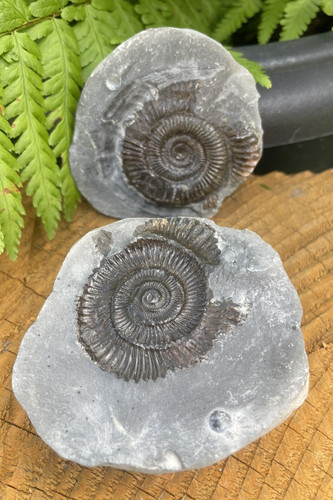 Dactylioceras ammonite fossil - ammonite,