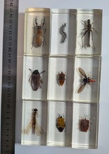 9 x Real Insects In Resin Blocks - Taxidermy - Nation Geographic Bugs - Lot #1