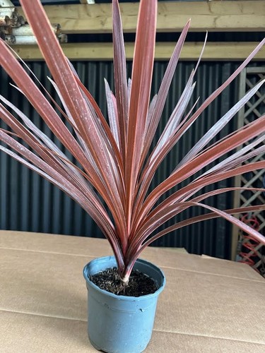 Red cordyline outdoor plant - outdoor,
