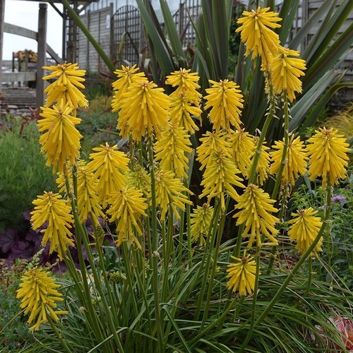 Kniphofia banana popsicle - kniphofia,