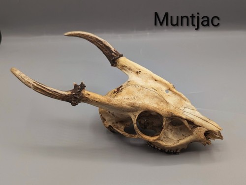 Muntjac deer skull bones - muntjac,