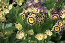 Your Plant B*tch’s Special