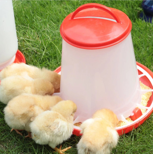 Chicken poultry feeder - chicken,