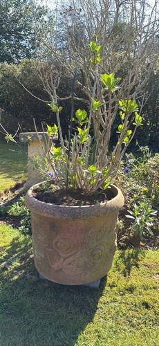 Stunning extra large vintage - stunning,