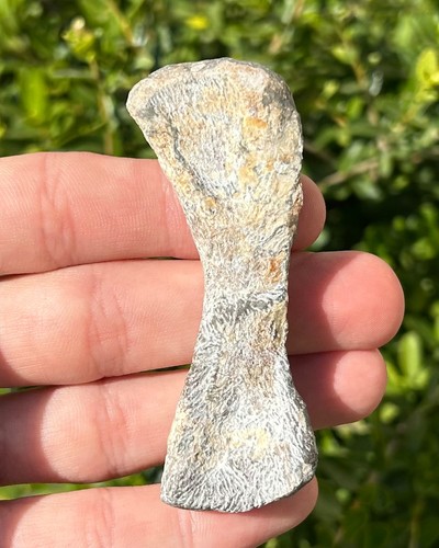 Oudenodon tibia fossil - oudenodon,