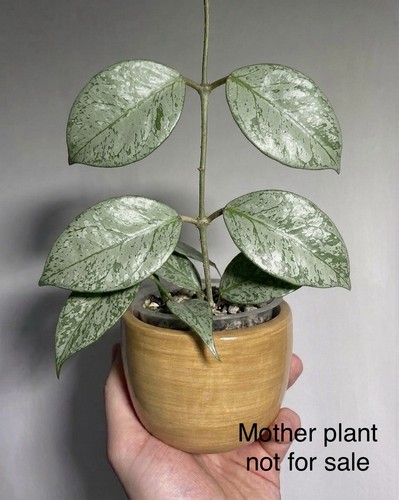 Hoya coriacea silver - coriacea, rooted