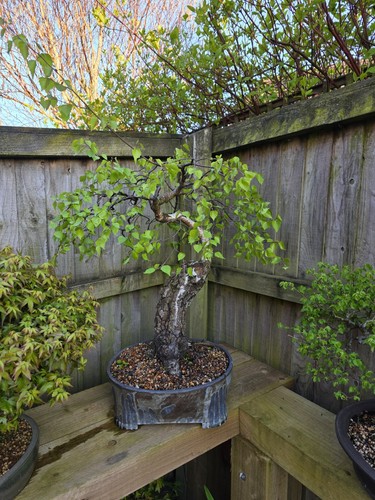 Silver birch bonsai tree - silver,