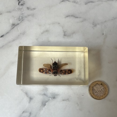 National geographic bug - national,