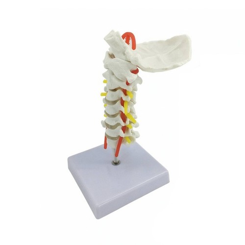 Life size cervical - cervical, spine