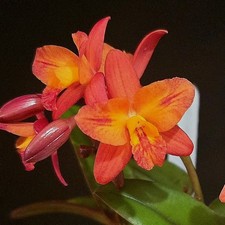 Mini Cattleya "Tangerine