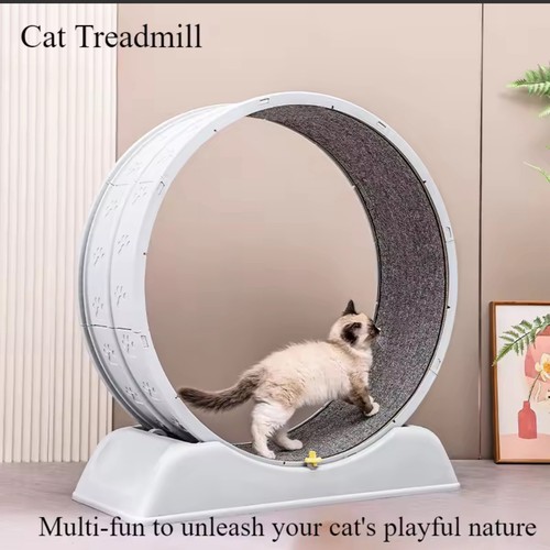 Cat exercise wheel - wheel,