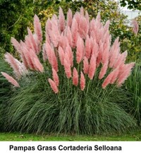 Seed PAMPAS GRASS PINK