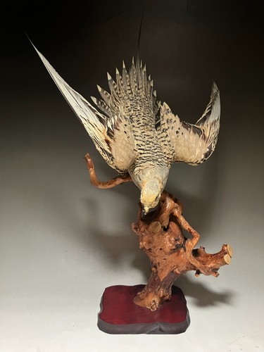 Stuffing animals real bird - animals,real,