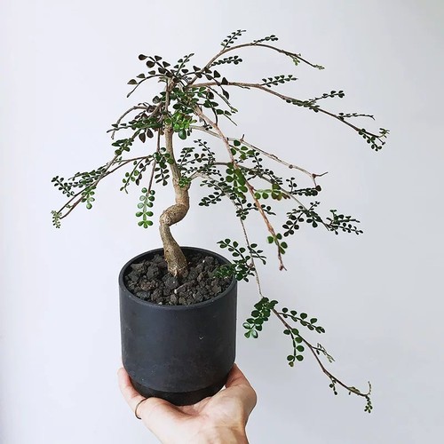 1cm succulent cactus plant - cactus,
