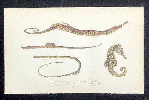 Fishes original snake pipefish - snake,
