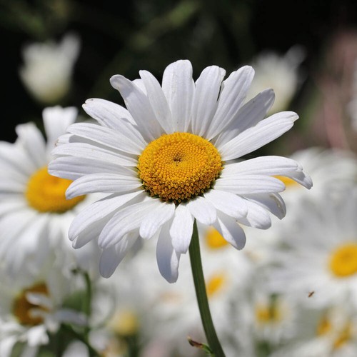 Daisy plants shasta real - plants,,