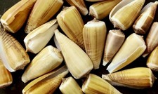 Magnus Cone Shells Selection for Hermit Crabs Halloween Hermit Crab Shells 