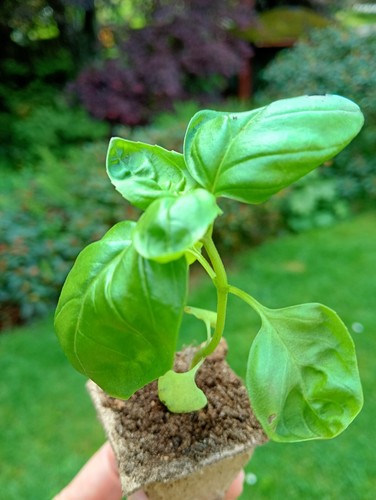 8cm high organic - 8cm,