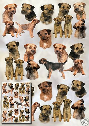 Border terrier dog gift - terrier,