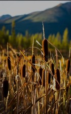 50x Bullrush Plants Pong Bog Native Koi Carp Barerooted Free Postage Organic