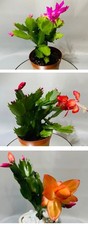 x3 Christmas Cactus- Orange/