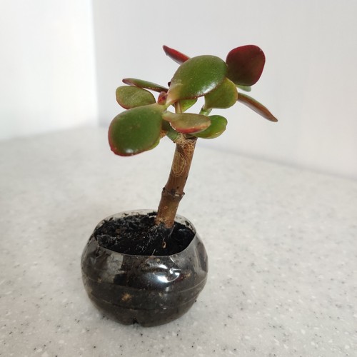 Crassula ovata jade money - ovata,