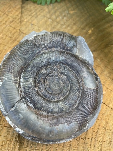 Dactylioceras tenuicostatum - dactylioceras,
