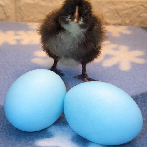 Fertilized araucana - fertilized,